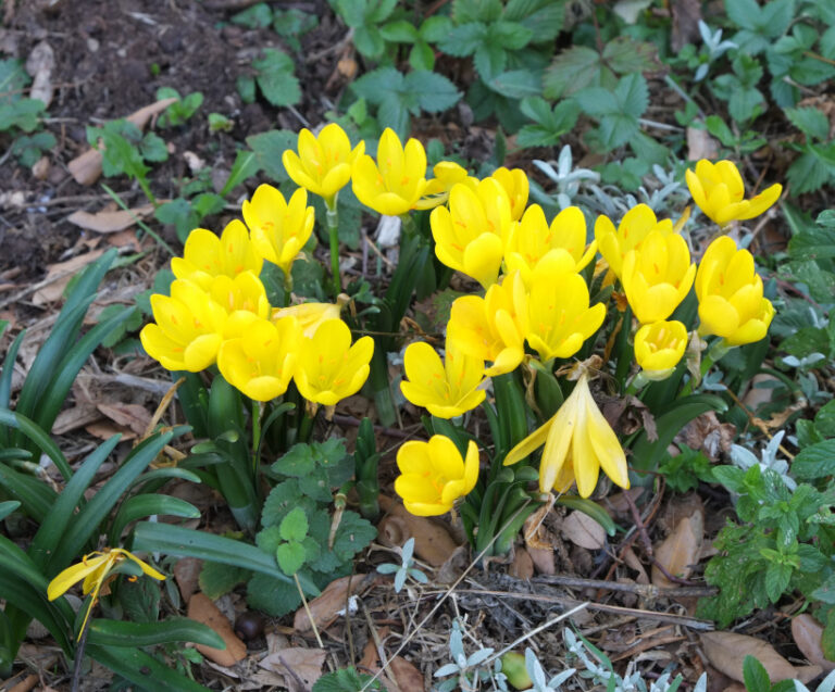 gelbe Krokusse