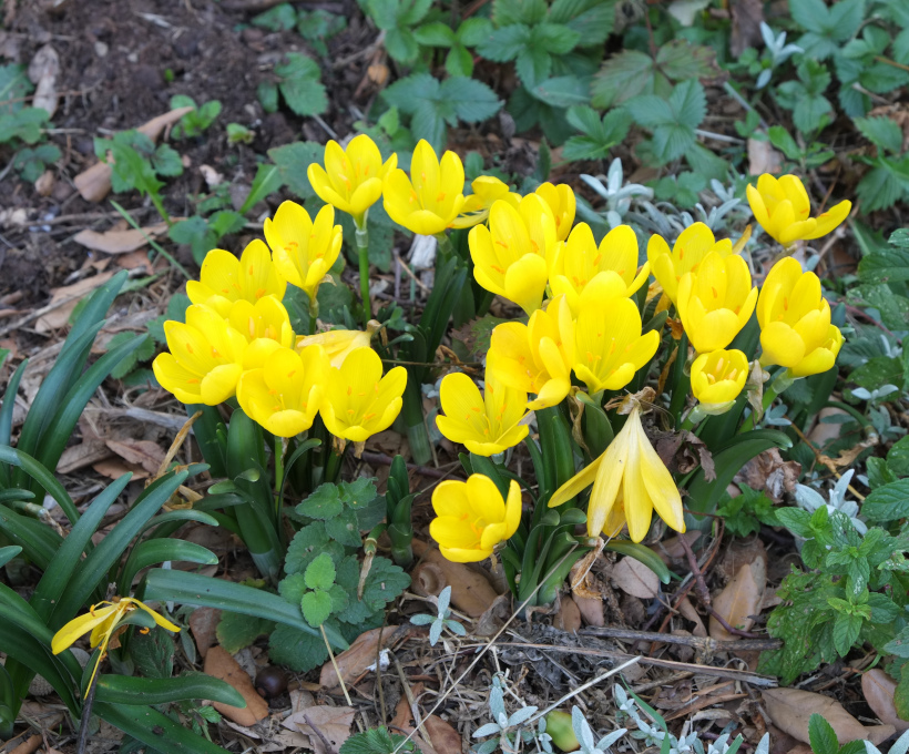 gelbe Krokusse