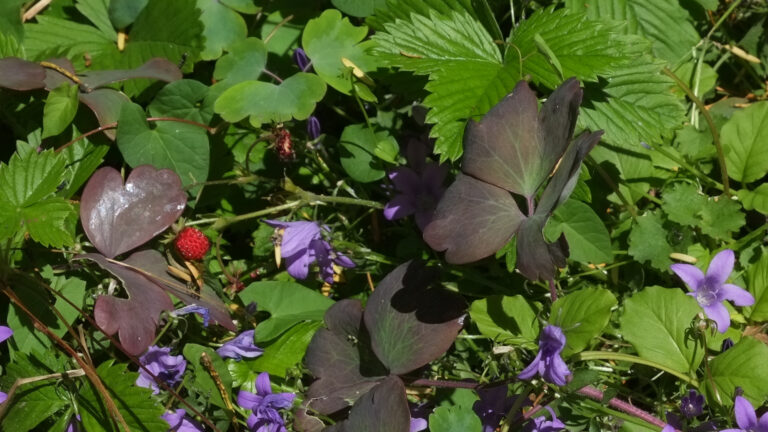 Polsterglockenblumen und Walderdbeeren als Bodendecker
