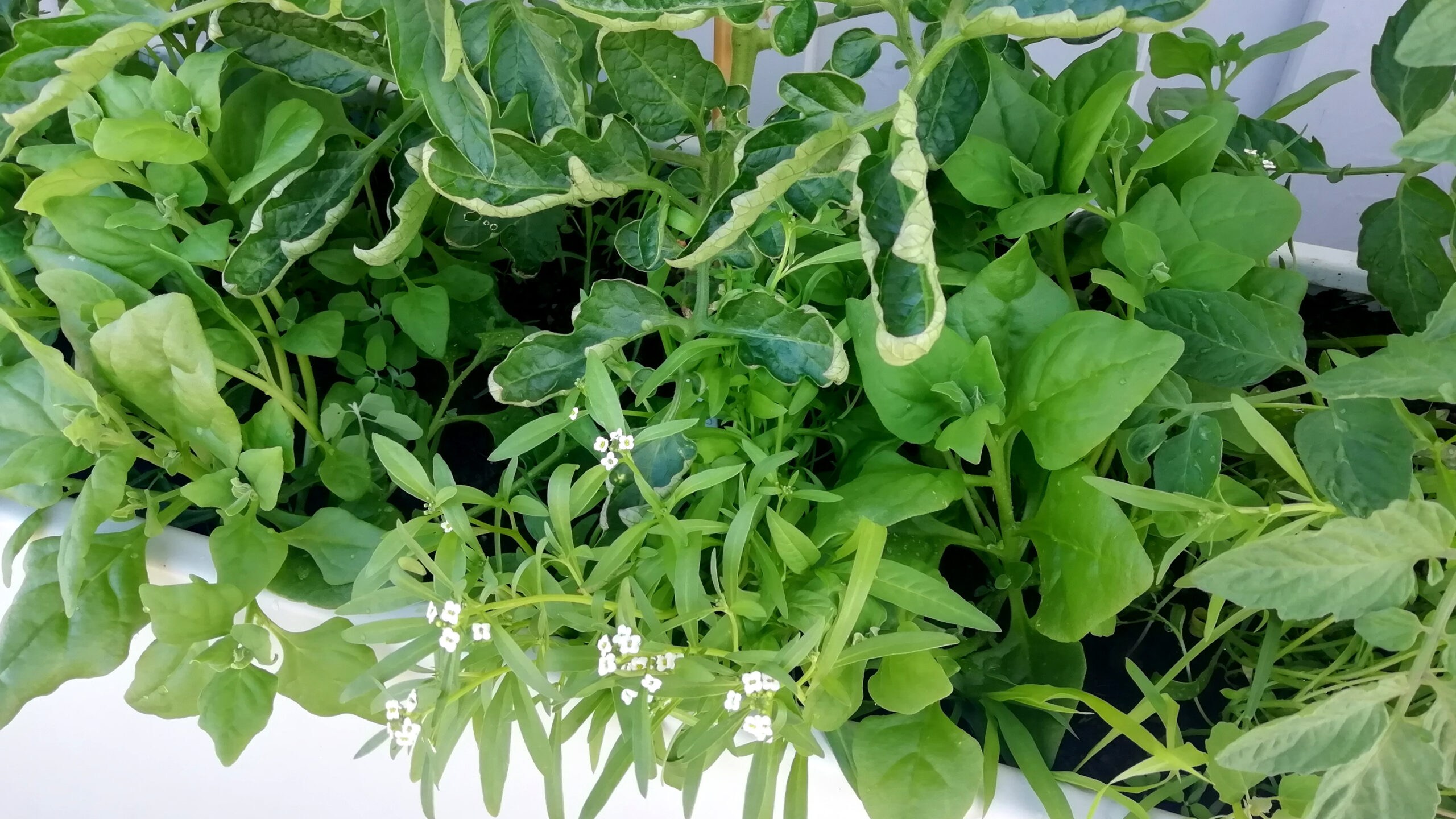Tomate, Neuseeländer Spinat und Alyssum in Mischkultur