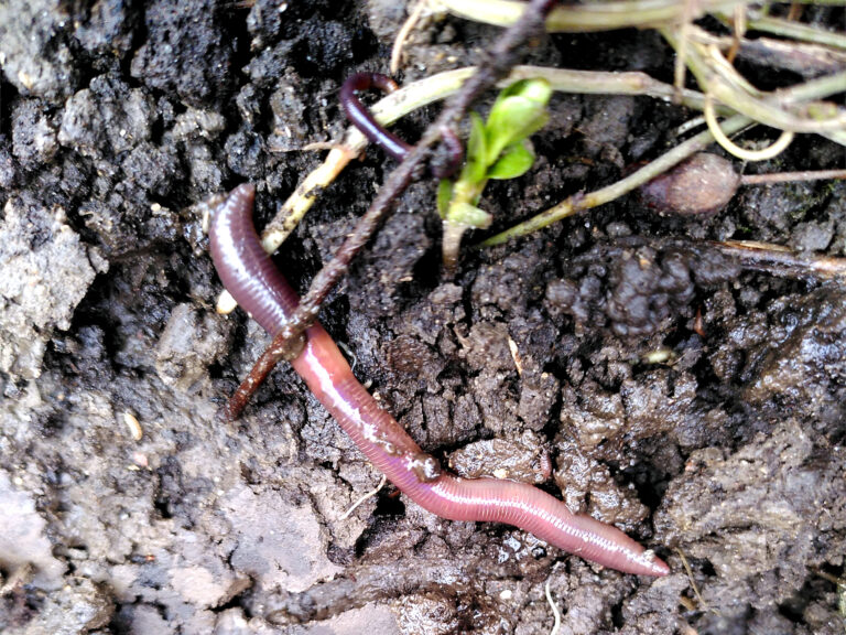 Regenwurm auf Boden