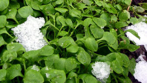 Postelein mit Schneehaube