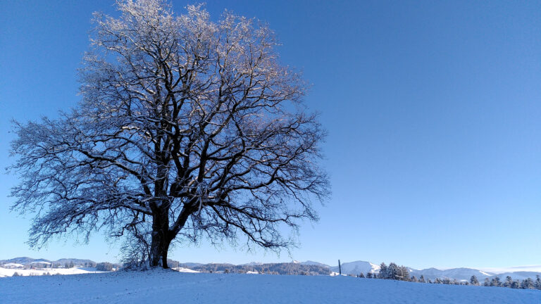Verschneite Lanschaft mit Eiche