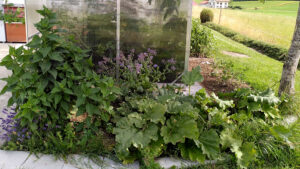 Beet mit Rhabarber, Topinambur, Borretsch, Melisse und anderen