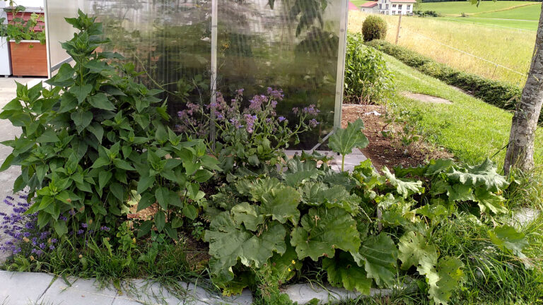 Beet mit Rhabarber, Topinambur, Borretsch, Melisse und anderen