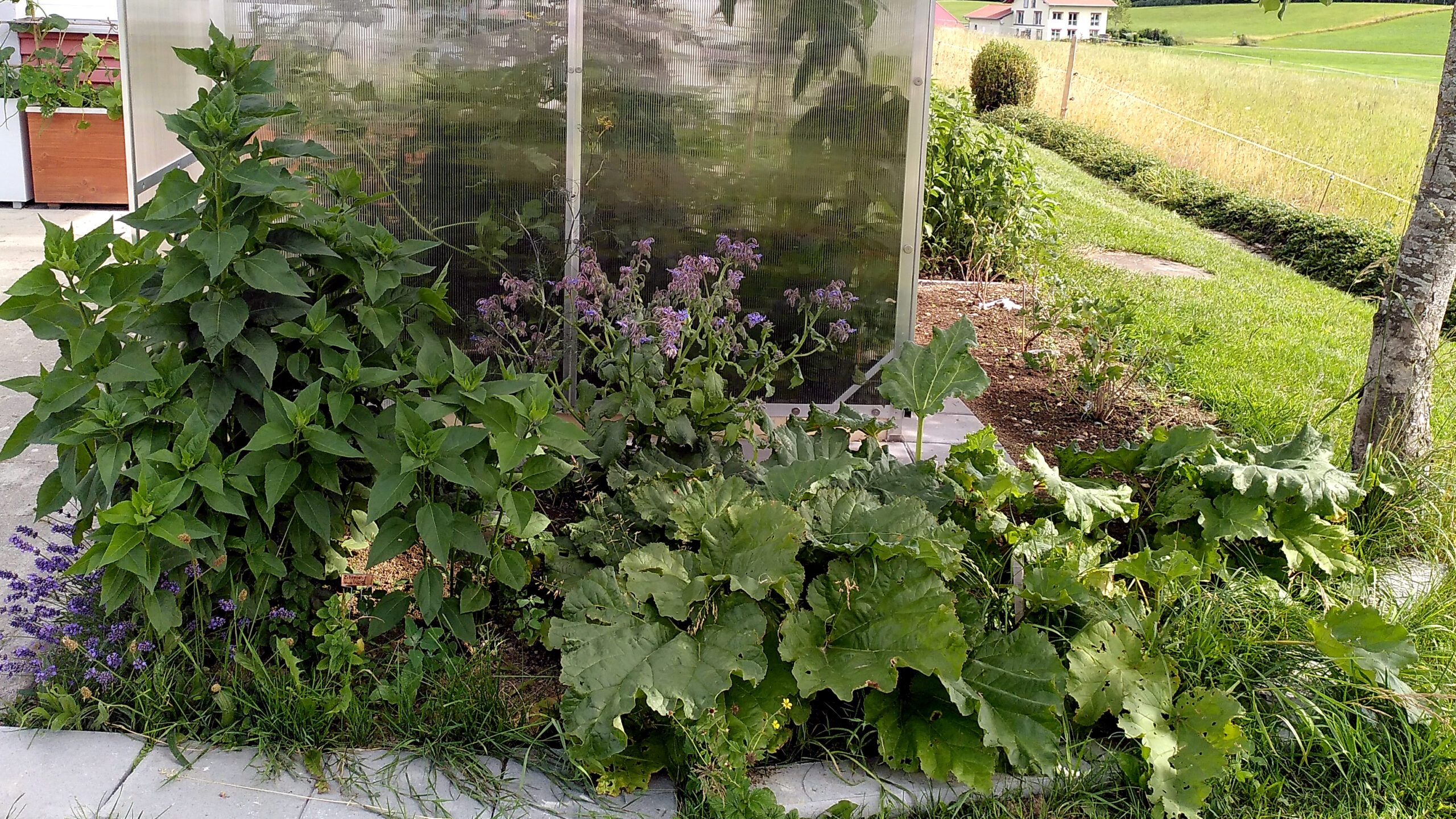 Beet mit Rhabarber, Topinambur, Borretsch, Melisse und anderen