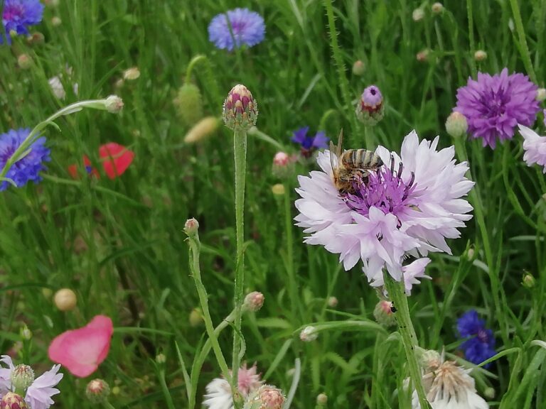 Biene auf Kornblume in Kornblumenwiese