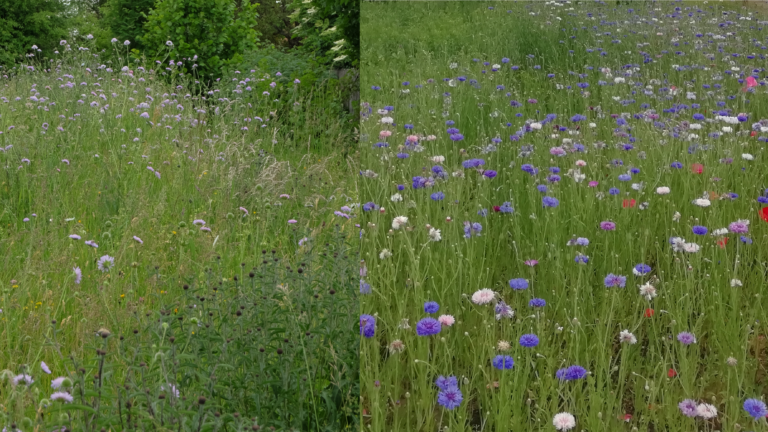 Collage Wiese und Blühfläche nebeneinander