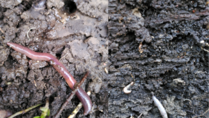 Kollagen mit Regenwurm, Fadenwurm, Assel und Tausendfüßler