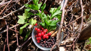 Minze, Johannisbeeren, Wacholderbeeren und Zimt