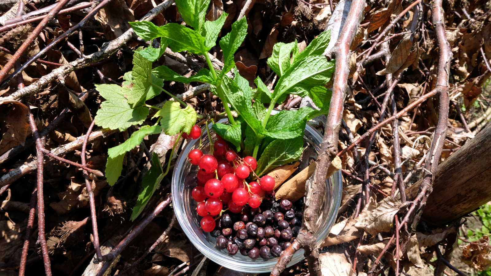 Minze, Johannisbeeren, Wacholderbeeren und Zimt